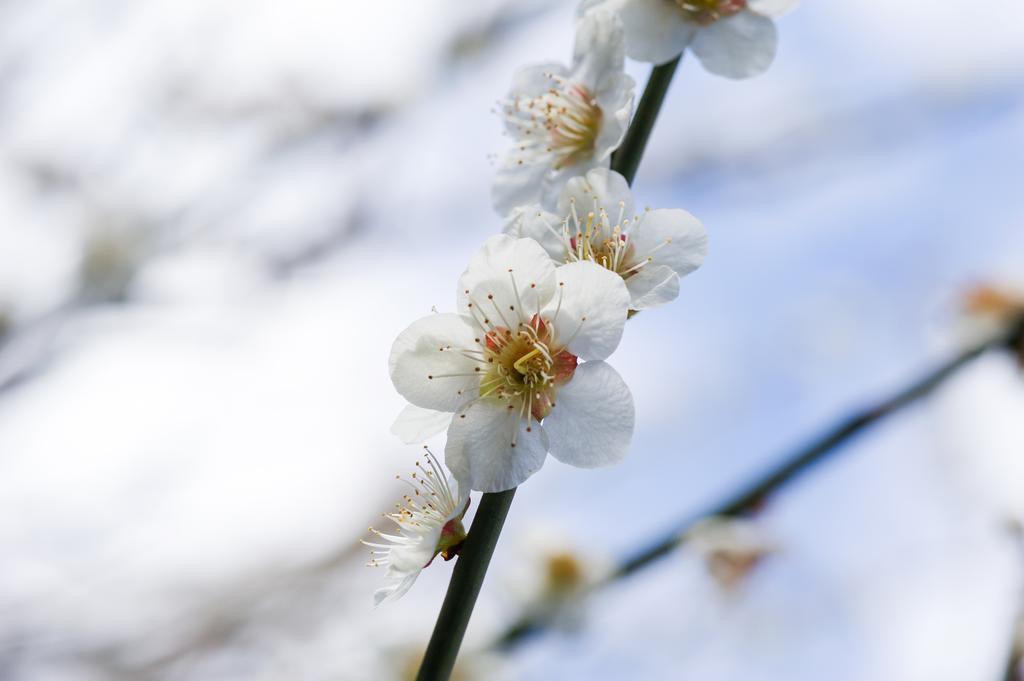 Yutouya Ryokan تويوكا المظهر الخارجي الصورة